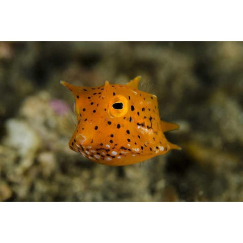 Indonesia, Lembeh Strait Of juvenile cowfish Black Modern Wood Framed Art Print by Shimlock, Jones