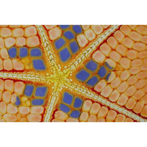 Indonesia, Lembeh Strait Patterns on sea star Black Modern Wood Framed Art Print with Double Matting by Shimlock, Jones