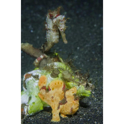 Indonesia Camouflaged frogfish and sea horse Gold Ornate Wood Framed Art Print with Double Matting by Shimlock, Jones