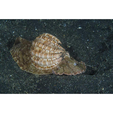 Indonesia, Lembeh Strait Mollusk on sea floor White Modern Wood Framed Art Print by Shimlock, Jones