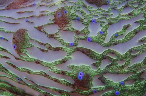 Indonesia, Cenderawasih Bay Patterns on coral Black Ornate Wood Framed Art Print with Double Matting by Shimlock, Jones