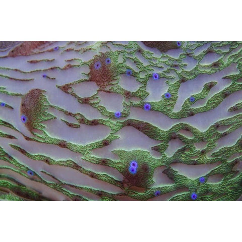 Indonesia, Cenderawasih Bay Patterns on coral Black Modern Wood Framed Art Print by Shimlock, Jones