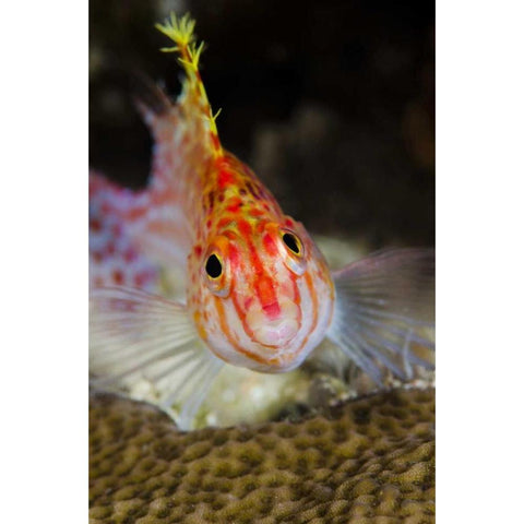 Indonesia, Papua, Cenderawasih Bay Hawkfish White Modern Wood Framed Art Print by Shimlock, Jones