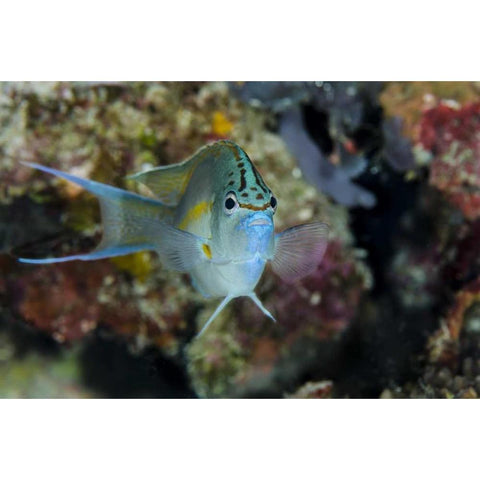 Indonesia, Papua, Cenderawasih Bay Angelfish Black Modern Wood Framed Art Print with Double Matting by Shimlock, Jones