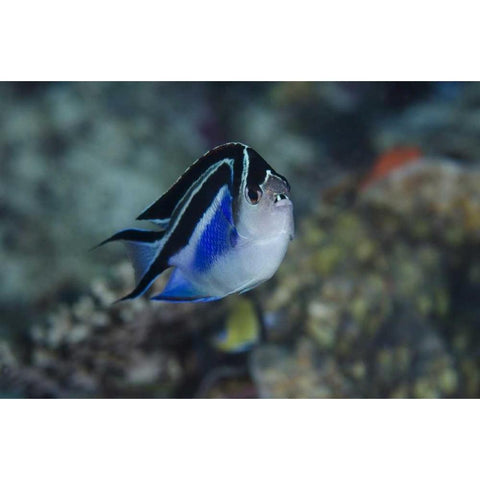 Indonesia, Papua, Cenderawasih Bay Angelfish White Modern Wood Framed Art Print by Shimlock, Jones