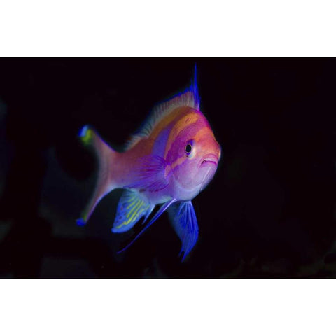 Indonesia, Papua, Cenderawasih Bay Anthia Gold Ornate Wood Framed Art Print with Double Matting by Shimlock, Jones