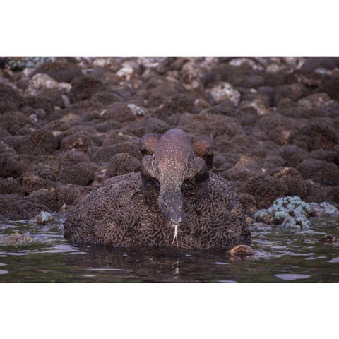 Indonesia, Komodo NP Komodo dragon on shore Gold Ornate Wood Framed Art Print with Double Matting by Shimlock, Jones