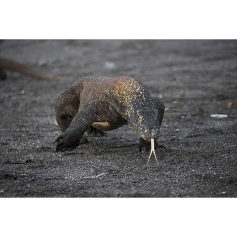 Indonesia, Rinca Island, Komodo NP Komodo dragon Black Modern Wood Framed Art Print by Shimlock, Jones