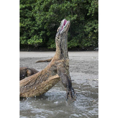 Indonesia, Rinca Island, Komodo NP Komodo dragon Gold Ornate Wood Framed Art Print with Double Matting by Shimlock, Jones