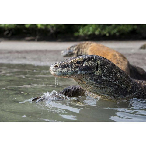 Indonesia, Rinca Island, Komodo NP Komodo dragon White Modern Wood Framed Art Print by Shimlock, Jones