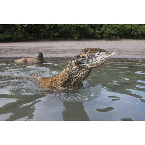 Indonesia, Rinca Island, Komodo NP Komodo dragon Black Modern Wood Framed Art Print by Shimlock, Jones