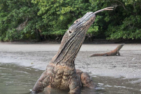 Indonesia, Rinca Island, Komodo NP Komodo dragon White Modern Wood Framed Art Print with Double Matting by Shimlock, Jones