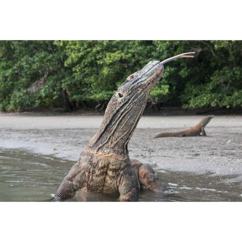 Indonesia, Rinca Island, Komodo NP Komodo dragon Black Modern Wood Framed Art Print by Shimlock, Jones