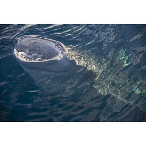 Indonesia, Papua, Cenderawasih Bay Whale shark Gold Ornate Wood Framed Art Print with Double Matting by Shimlock, Jones