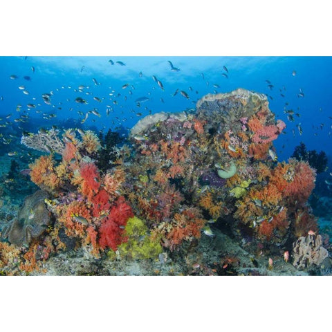 Indonesia, Papua, Raja Ampat Fish around coral Black Modern Wood Framed Art Print with Double Matting by Shimlock, Jones
