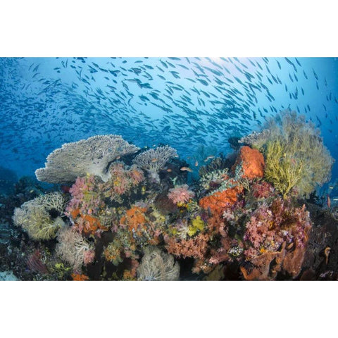 Indonesia, Papua, Raja Ampat Fish around coral White Modern Wood Framed Art Print by Shimlock, Jones