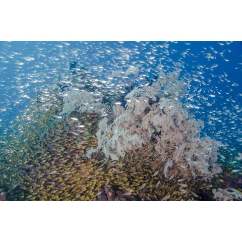 Indonesia, Komodo NP Fish schooling over a reef Gold Ornate Wood Framed Art Print with Double Matting by Shimlock, Jones
