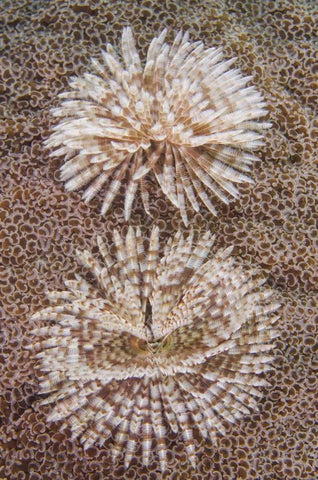 Indonesia, Komodo NP Close-up of tube worms Black Ornate Wood Framed Art Print with Double Matting by Shimlock, Jones