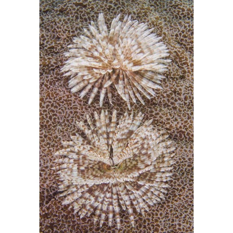 Indonesia, Komodo NP Close-up of tube worms Black Modern Wood Framed Art Print by Shimlock, Jones