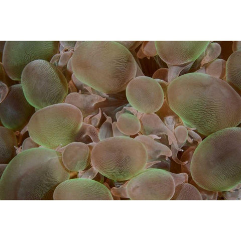 Indonesia, Komodo NP Close-up of hard coral Black Modern Wood Framed Art Print by Shimlock, Jones