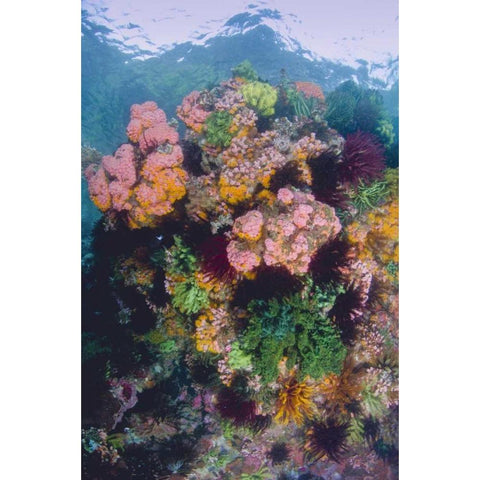 Indonesia, Komodo NP Close-up of coral reef Black Modern Wood Framed Art Print by Shimlock, Jones