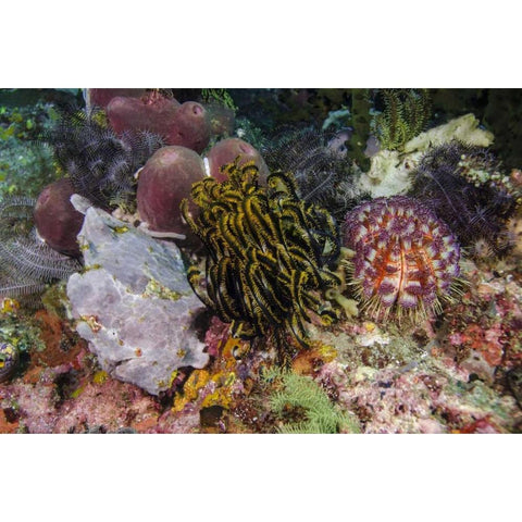 Indonesia, Komodo NP White frogfish on coral Black Modern Wood Framed Art Print by Shimlock, Jones