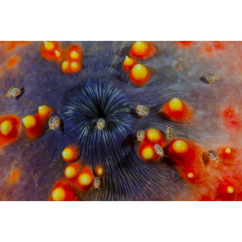 Indonesia, Komodo NP Ostracods on sea cucumber Gold Ornate Wood Framed Art Print with Double Matting by Shimlock, Jones