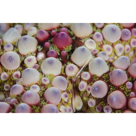 Indonesia, Lembeh Strait Shrimp over sea star White Modern Wood Framed Art Print by Shimlock, Jones