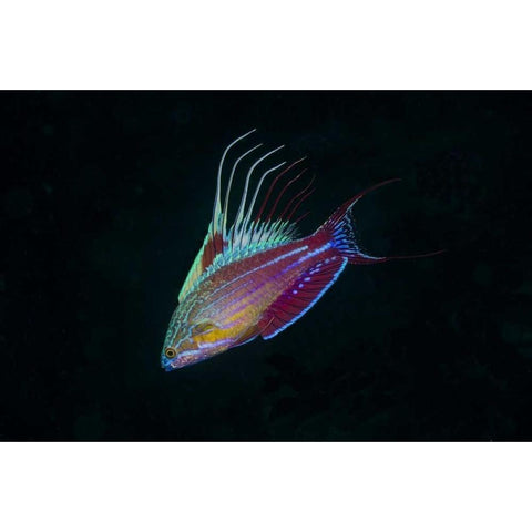 Indonesia, Sulawesi, Lembeh Strait Wrasse fish Black Modern Wood Framed Art Print by Shimlock, Jones