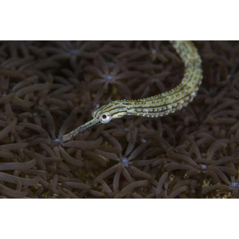 Indonesia, Sulawesi, Pipefish swimming over coral Black Modern Wood Framed Art Print by Shimlock, Jones