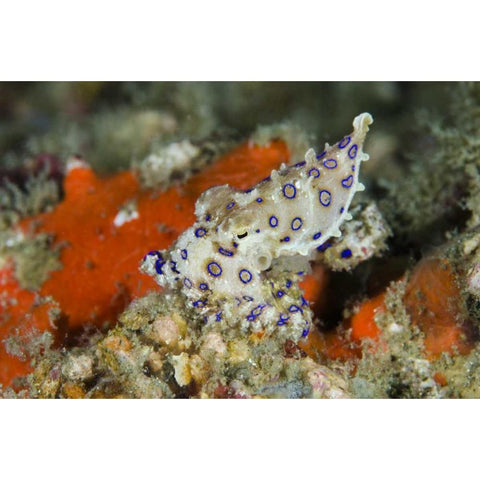 Indonesia, Papua, Raja Ampat Blue-ringed octopus Gold Ornate Wood Framed Art Print with Double Matting by Shimlock, Jones