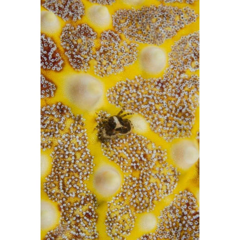 Indonesia, Lembeh Strait Crab on sea star Black Modern Wood Framed Art Print with Double Matting by Shimlock, Jones