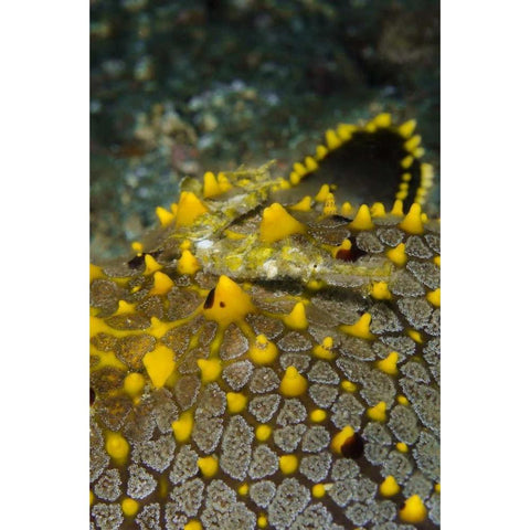 Indonesia, Lembeh Strait Pipefish on sea star White Modern Wood Framed Art Print by Shimlock, Jones