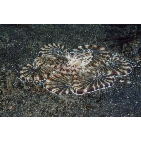Indonesia, Lembeh Strait Close-up of octopus Black Modern Wood Framed Art Print by Shimlock, Jones