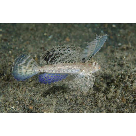 Indonesia, Lembeh Strait Dragonet fish Black Modern Wood Framed Art Print with Double Matting by Shimlock, Jones