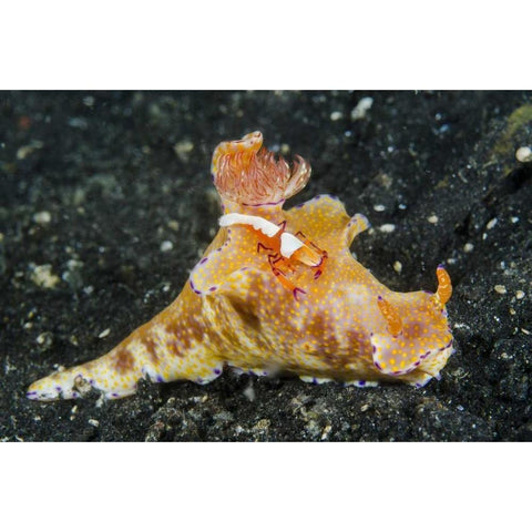 Indonesia, Lembeh Strait Shrimp on nudibranch White Modern Wood Framed Art Print by Shimlock, Jones