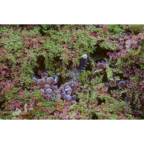 Indonesia, Lembeh Strait Shrimp on anemone Black Modern Wood Framed Art Print with Double Matting by Shimlock, Jones