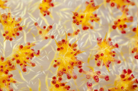 Indonesia, Papua, Cenderawasih Bay soft coral Black Ornate Wood Framed Art Print with Double Matting by Shimlock, Jones