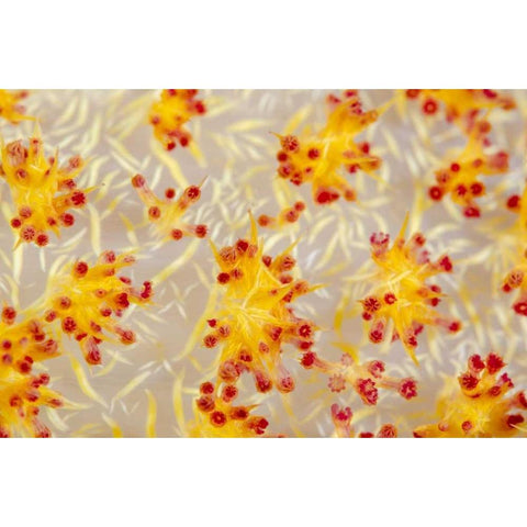 Indonesia, Papua, Cenderawasih Bay soft coral Gold Ornate Wood Framed Art Print with Double Matting by Shimlock, Jones