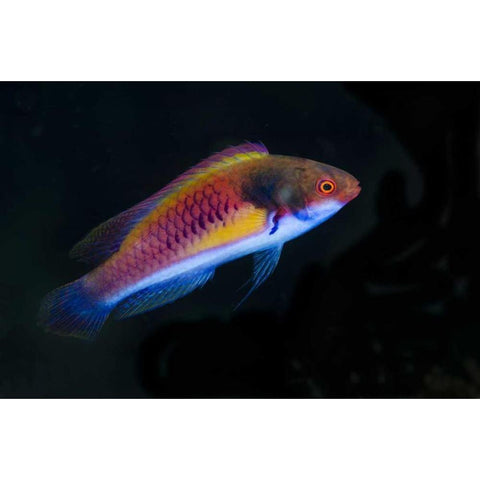 Indonesia, Papua, Cenderawasih Bay Wrasse fish Black Modern Wood Framed Art Print by Shimlock, Jones