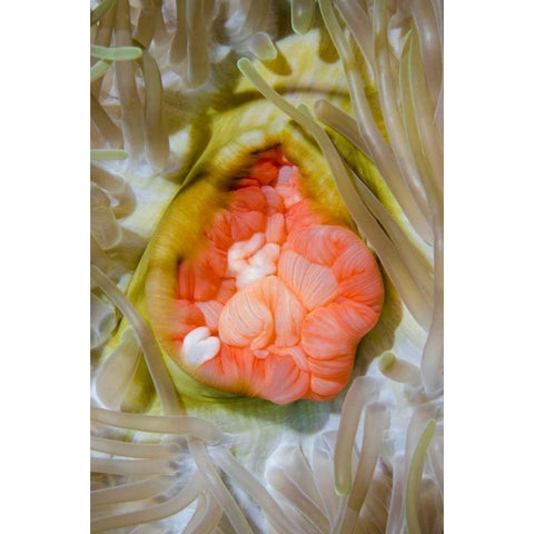 Indonesia, Papua, Cenderawasih Bay Anemone Black Modern Wood Framed Art Print by Shimlock, Jones