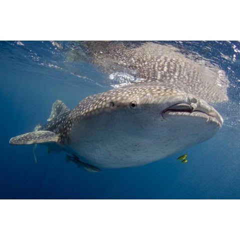 Indonesia, Papua, Cenderawasih Bay Whale shark White Modern Wood Framed Art Print by Shimlock, Jones