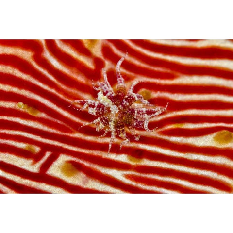 Indonesia, Papua Anemone on sea cucumber Gold Ornate Wood Framed Art Print with Double Matting by Shimlock, Jones