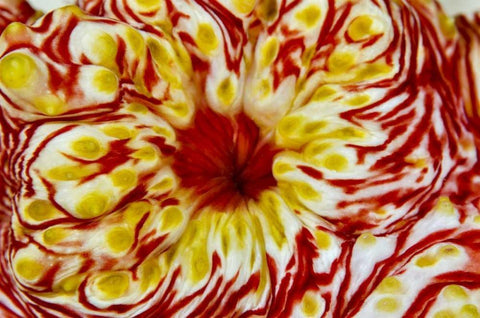 Indonesia, Papua, Cenderawasih Bay Sea cucumber White Modern Wood Framed Art Print with Double Matting by Shimlock, Jones