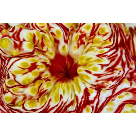 Indonesia, Papua, Cenderawasih Bay Sea cucumber Black Modern Wood Framed Art Print by Shimlock, Jones