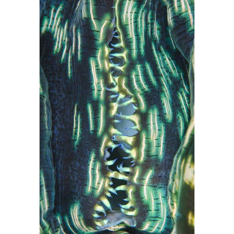 Indonesia, Papua, Cenderawasih Bay Clam shell Black Modern Wood Framed Art Print with Double Matting by Shimlock, Jones