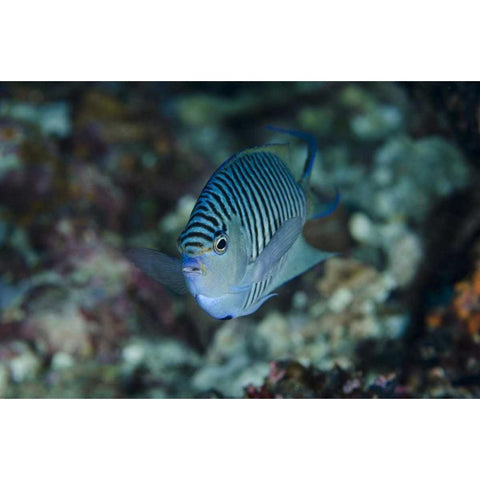 Indonesia, Papua, Cenderawasih Bay Angelfish White Modern Wood Framed Art Print by Shimlock, Jones