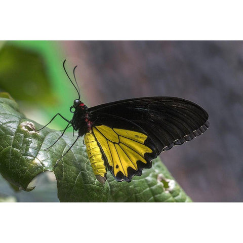 Indonesia Birdwing butterfly on leaf Black Modern Wood Framed Art Print by Jaynes Gallery