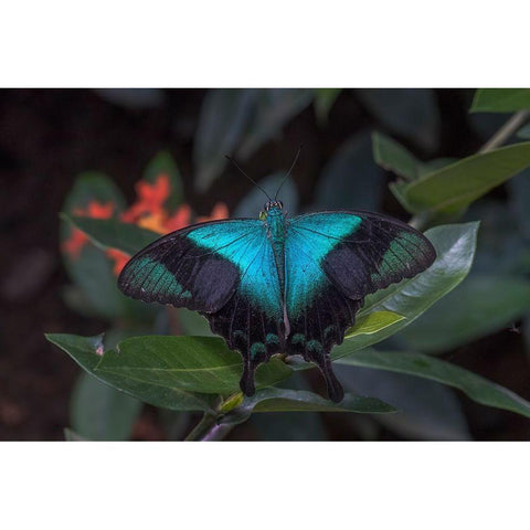 Indonesia-Bali Blue swallowtail butterfly on leaf Black Modern Wood Framed Art Print by Jaynes Gallery