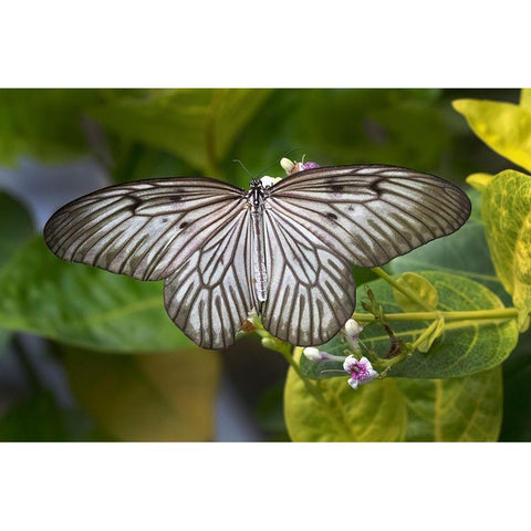 Indonesia-Bali Blanchards ghost butterfly on plant Black Modern Wood Framed Art Print by Jaynes Gallery